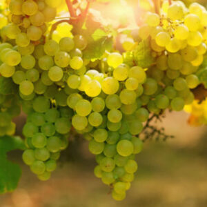 Weintour durch das Rhonetal