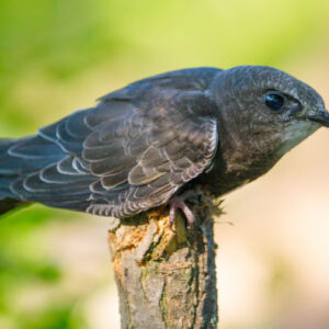 Vogelbeobachtung in Alange