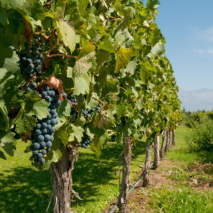 Tour durch Weinberge und Weingüter von San Rafael
