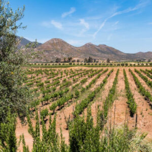 Wein- und Käseverkostung im Ojos Negros Valley