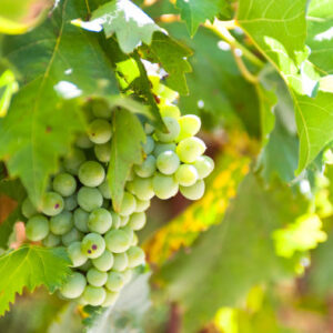 Guanajuato-Weintour
