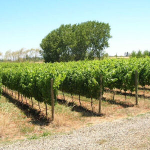 Besichtigung von Weinbergen und Weingütern durch das Itata-Tal